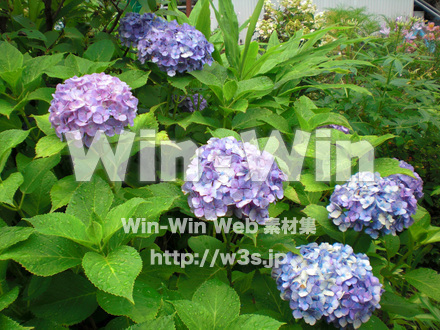 紫陽花の写真素材 W-001682