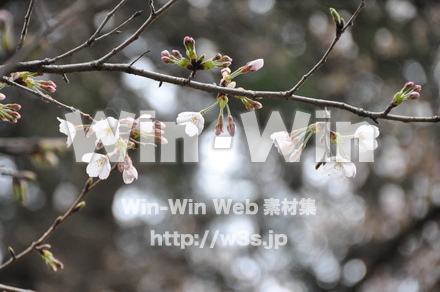 桜の写真素材 W-001477
