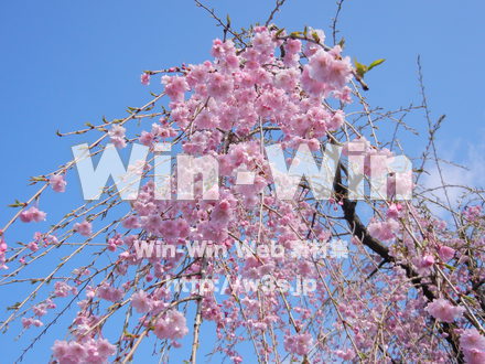 桜の写真素材 W-001587