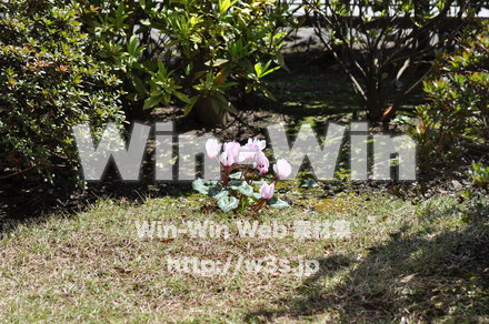洋風お庭の写真素材 W-000695