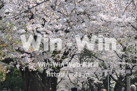 桜の写真素材 W-001422
