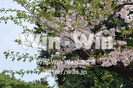 桜の写真素材 W-001430