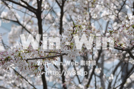 桜の写真素材 W-001448
