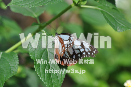 蝶の写真素材 W-001663