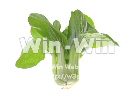 チンゲン菜の写真素材 W-000716