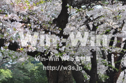 桜の写真素材 W-001423