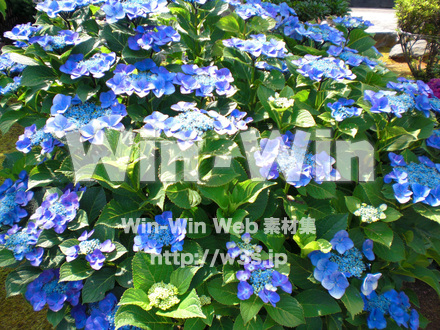 紫陽花の写真素材 W-001701