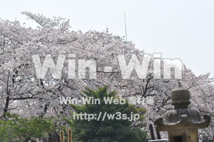 桜の写真素材 W-001428