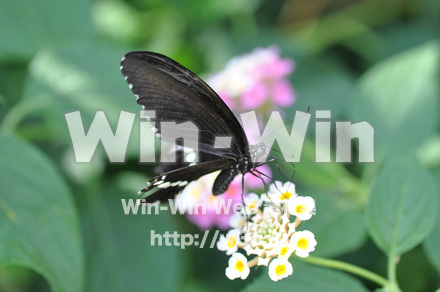蝶の写真素材 W-001660