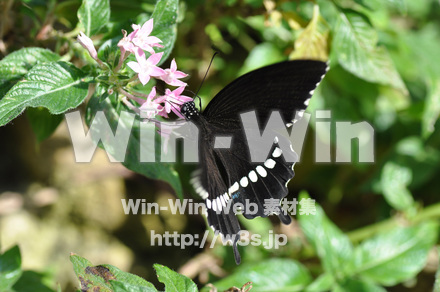 蝶の写真素材 W-001651
