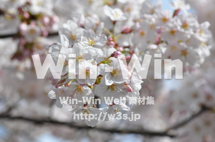 桜の写真素材 W-001456