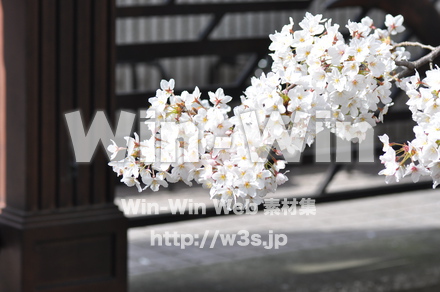 桜の写真素材 W-001459