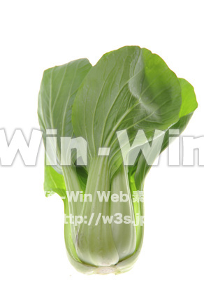 チンゲン菜の写真素材 W-000718