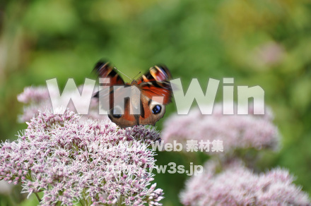 蝶の写真素材 W-001639
