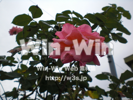 バラの写真素材 W-001357