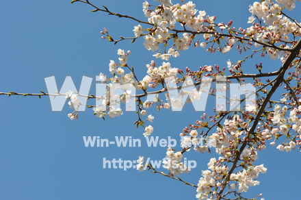 桜の写真素材 W-001476