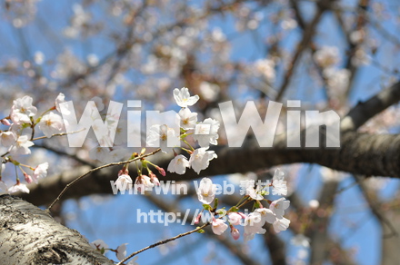 桜の写真素材 W-001473