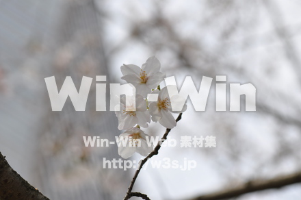 桜の写真素材 W-001451