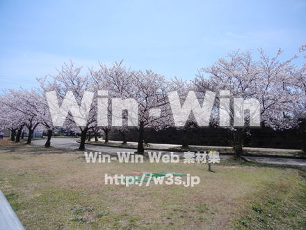 桜の写真素材 W-001590