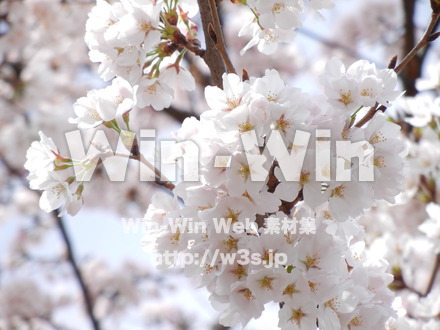 桜の写真素材 W-001604