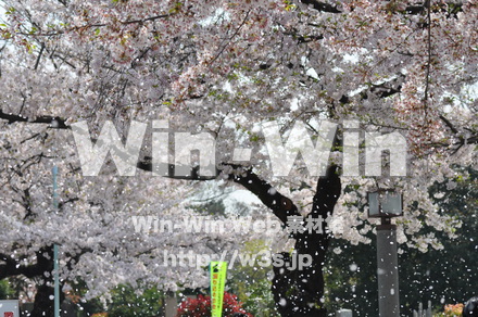 桜の写真素材 W-001421