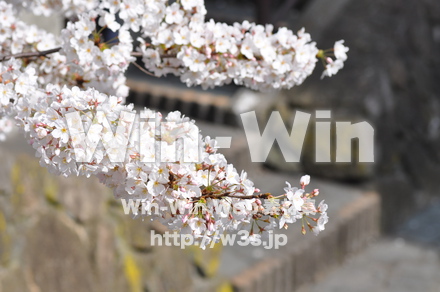 桜の写真素材 W-001454