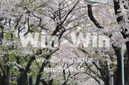 桜の写真素材 W-001431