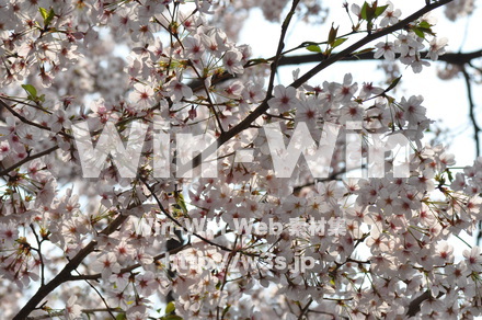 桜の写真素材 W-001427