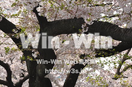 桜の写真素材 W-001419