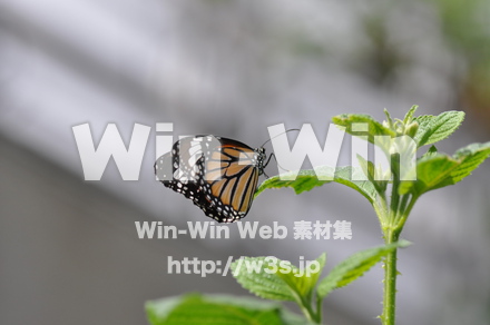蝶の写真素材 W-001658