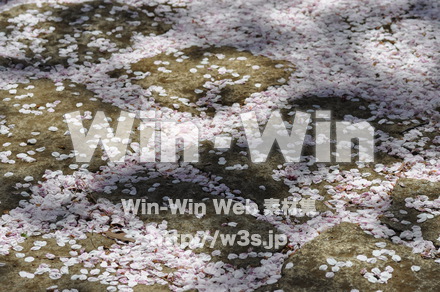 桜の写真素材 W-001415