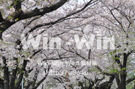 桜の写真素材 W-001433