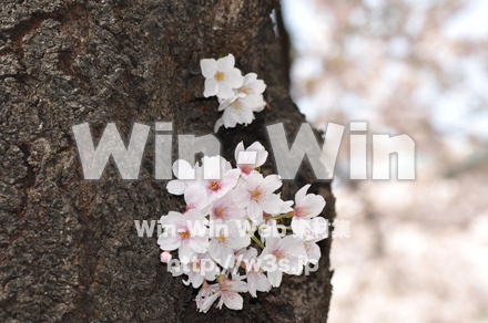 桜の写真素材 W-001424
