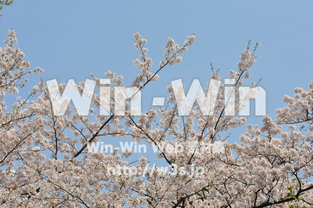 桜の写真素材 W-001435