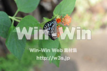 蝶の写真素材 W-001666