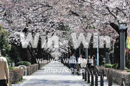 桜の写真素材 W-001475