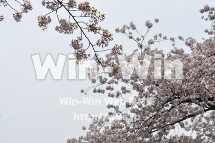 桜の写真素材 W-001434