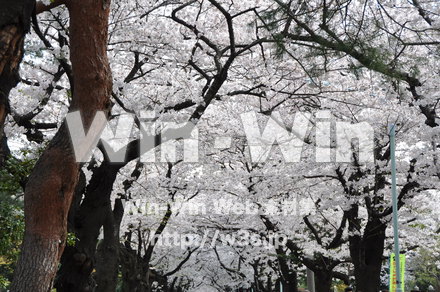桜の写真素材 W-001481