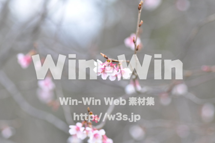 桜の写真素材 W-001478