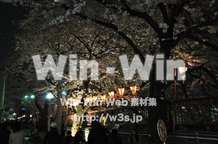 桜の写真素材 W-001441