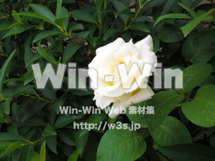バラの写真素材 W-001377