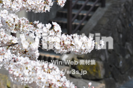 桜の写真素材 W-001455