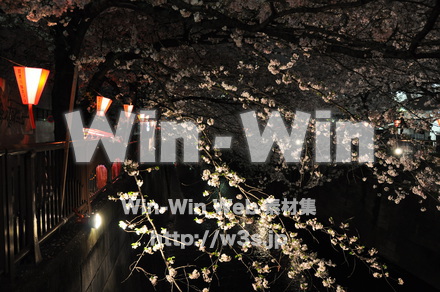 桜の写真素材 W-001446