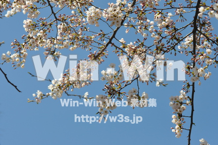 桜の写真素材 W-001474