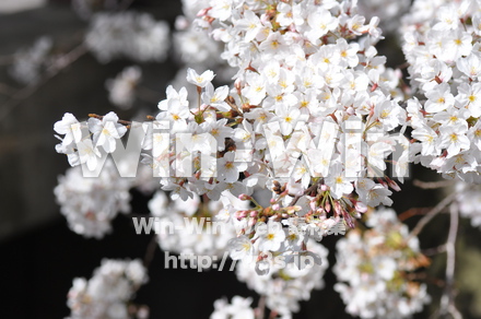 桜の写真素材 W-001457