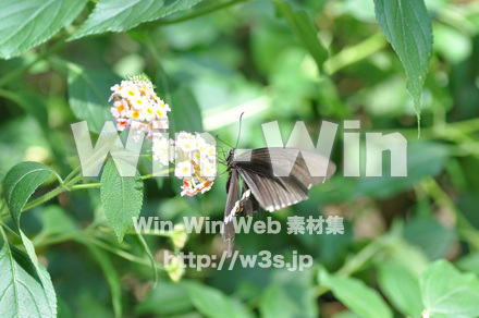 蝶の写真素材 W-001653