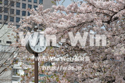 桜の写真素材 W-001417