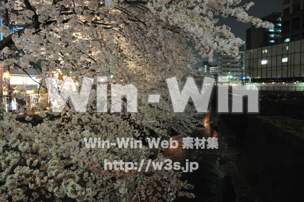 桜の写真素材 W-001438
