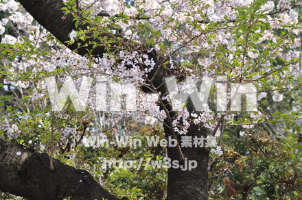 桜の写真素材 W-001429
