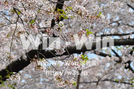 桜の写真素材 W-001426